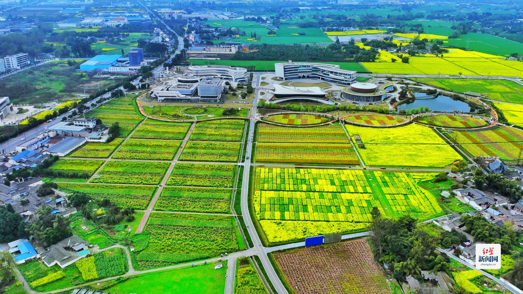科技賦能種業，天府油菜花綻放春日新體驗