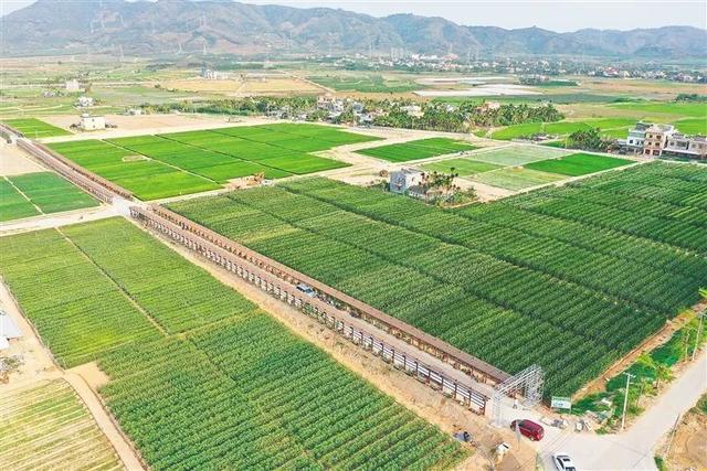 深度參與南繁產業建設，海墾南繁產業集團 打造種業新力量